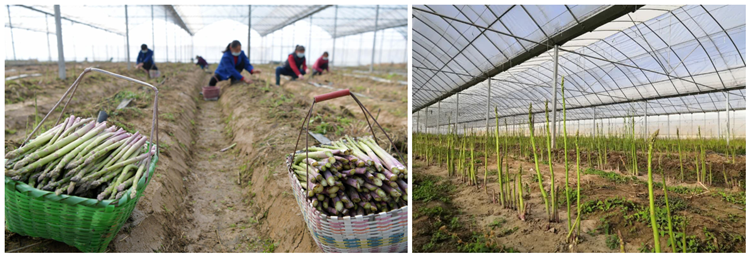 Asparagus Plantation Base