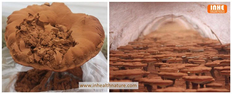 Reishi Mushroom and its Spore