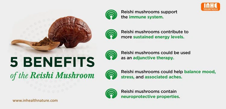 Reishi Spore Powder benefits