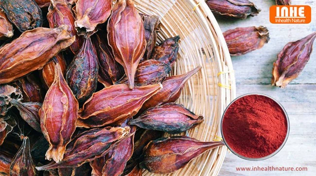 Gardenia Fruit and Gardenia Extract Crocin