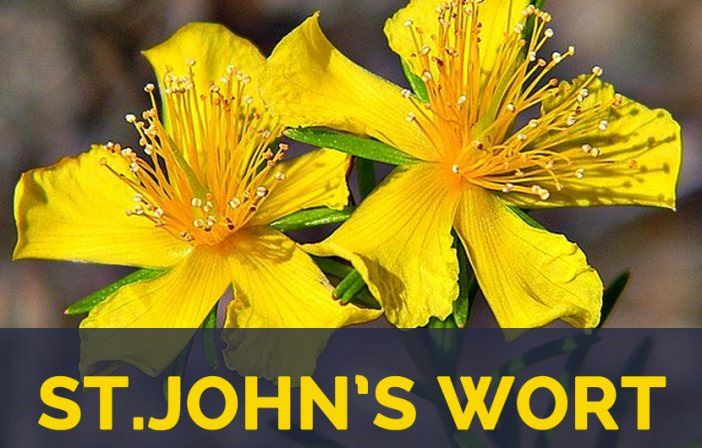 Làm cách nào để lấy St. John's Wort?
