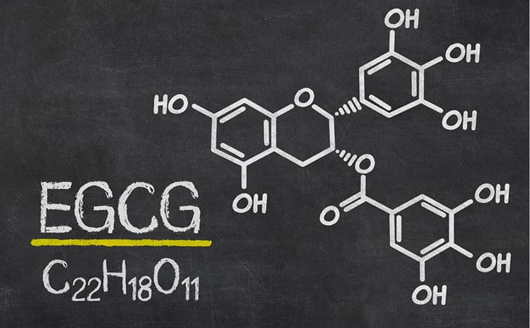 EGCG giúp bạn khỏe mạnh như thế nào?