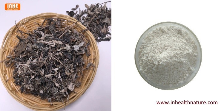 Dried Vine Tea and Vine Tea Powder