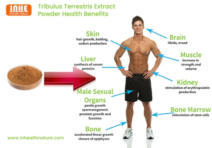 Tribulus Terrestris Extract Powder Health Benefits